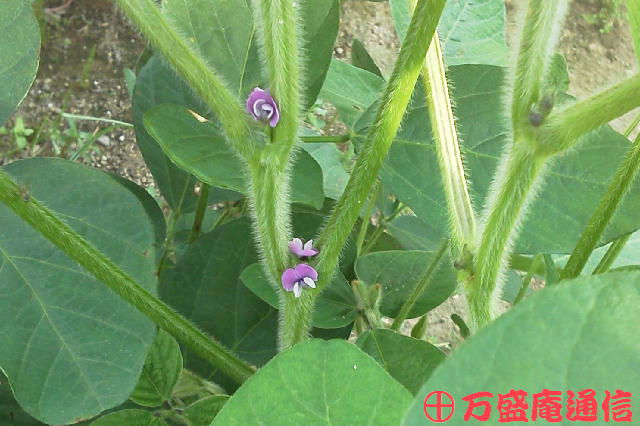 b0172209_992562.jpg
