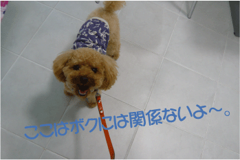 b0182846_1358543.gif