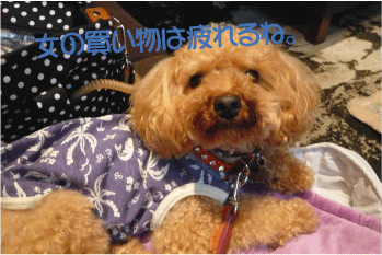 b0182846_1401384.gif