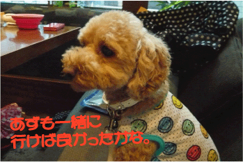 b0182846_1402250.gif