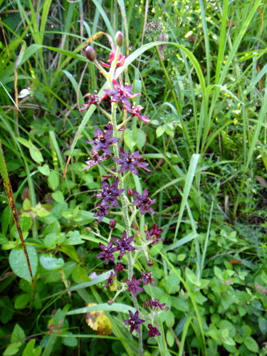 c0179351_1114182.jpg
