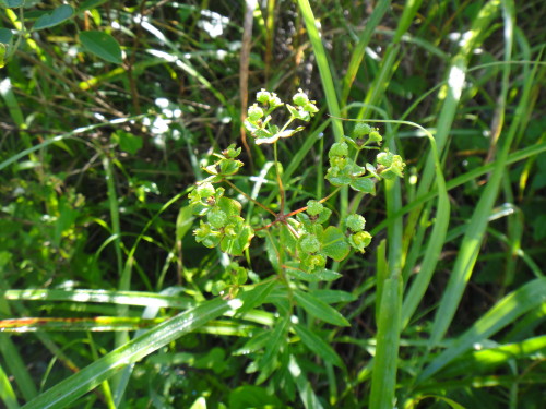 c0179351_11151170.jpg
