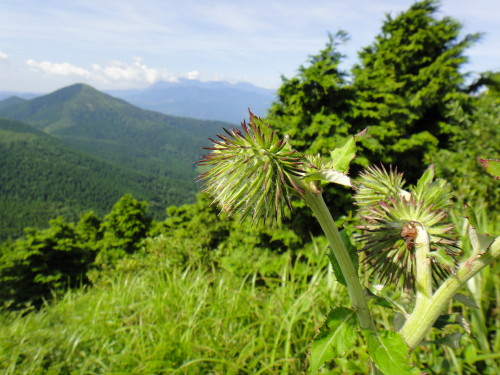 c0179351_11232635.jpg