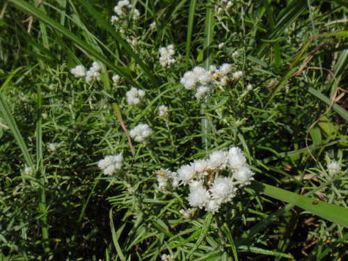 c0179351_11241441.jpg