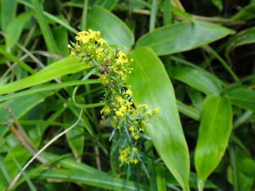 c0179351_11363116.jpg
