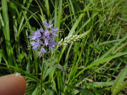 c0179351_11561611.jpg