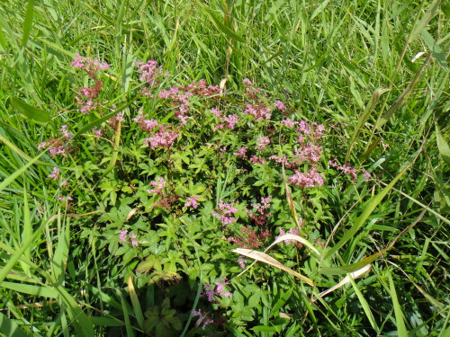 c0179351_13413389.jpg