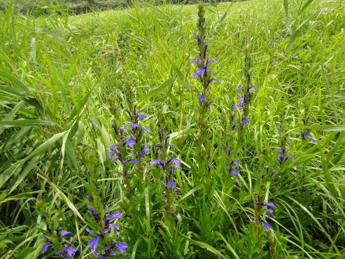 c0179351_13421033.jpg