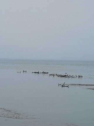 f0009451_946434.jpg