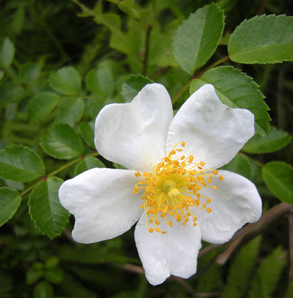 a0001354_22592012.gif