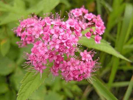 a0001354_2313544.gif