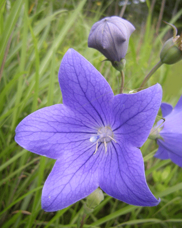 a0001354_2321498.gif