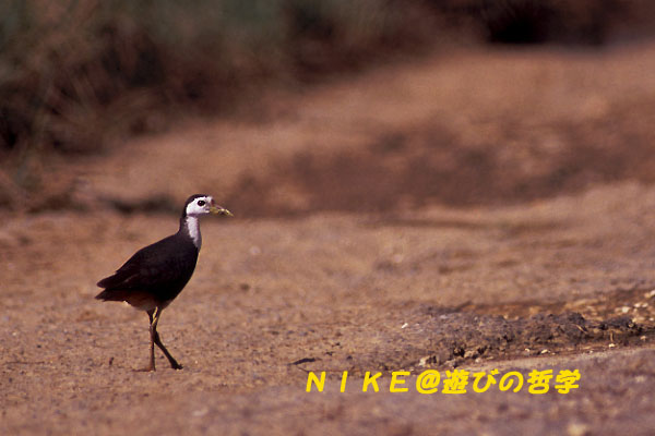 e0000968_2247488.jpg