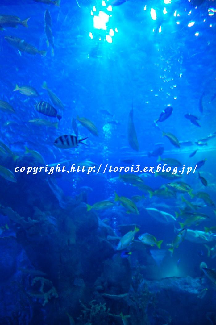 e0182288_2237765.jpg