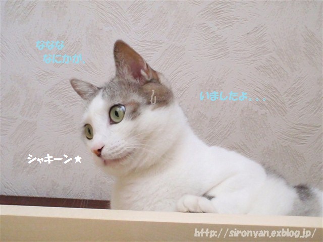 a0159490_16431032.jpg