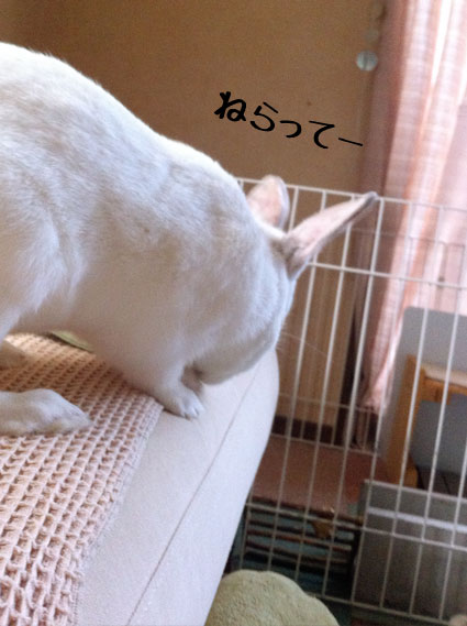 f0201191_2334320.jpg