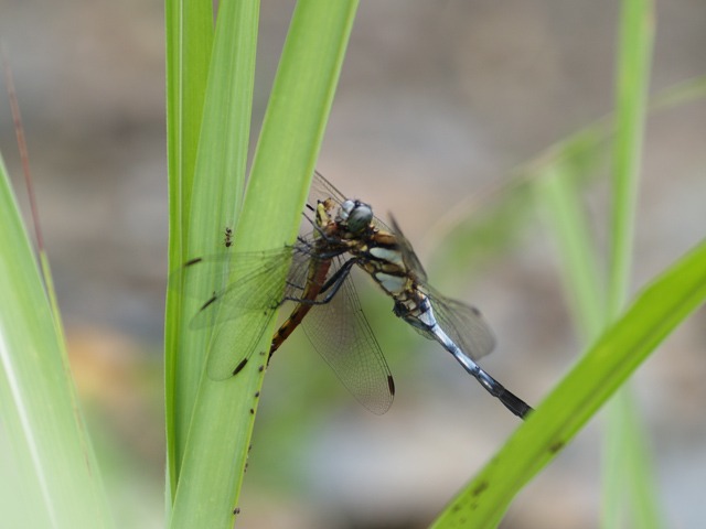 b0194593_6562230.jpg