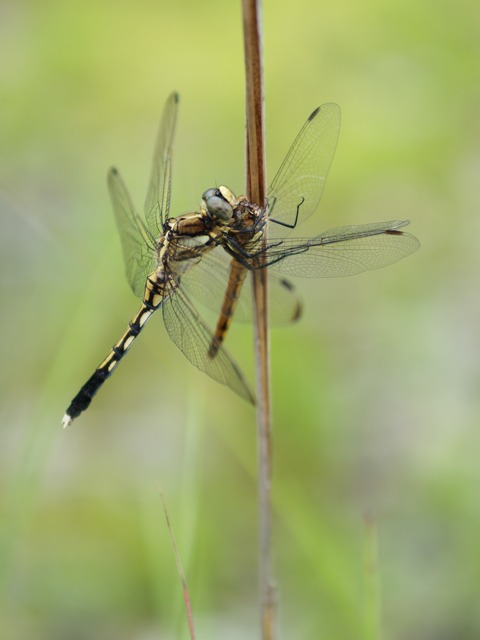 b0194593_6595371.jpg