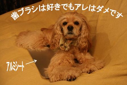 c0128303_1540192.jpg