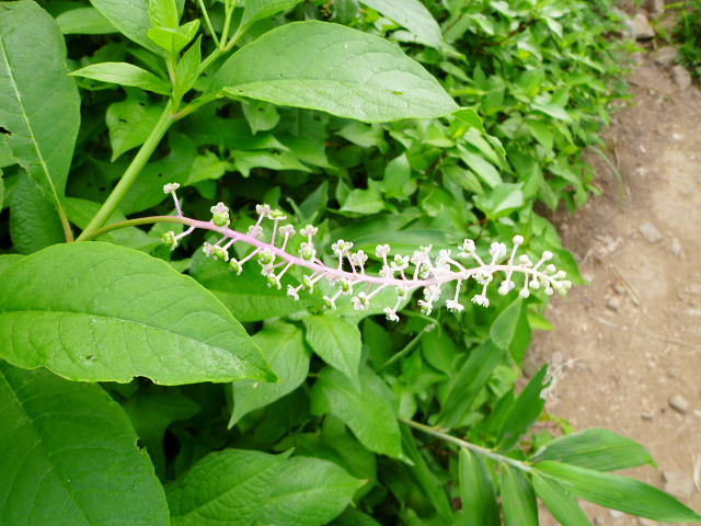 d0170615_1358317.jpg