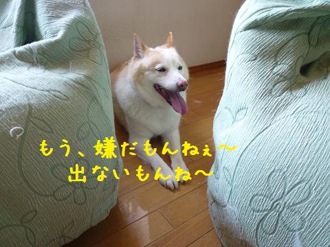 b0138430_1553637.jpg