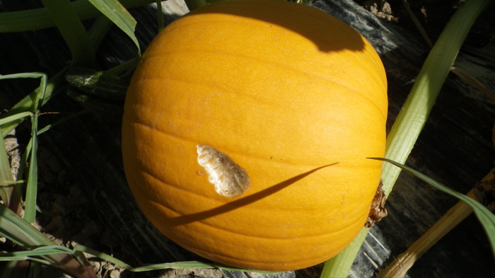b0214542_124647100.jpg