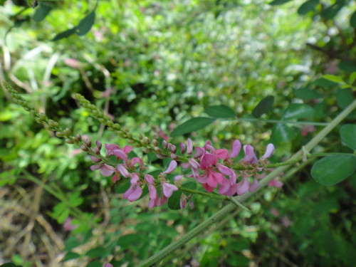 c0179351_1838118.jpg