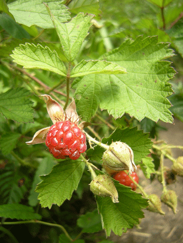 a0001354_22542098.gif