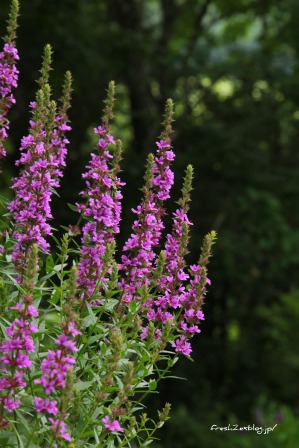 b0071781_10224443.jpg