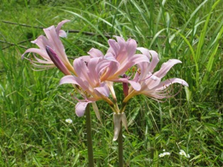 b0050787_8441440.jpg