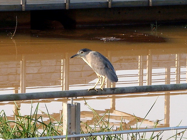 a0007388_10113474.jpg