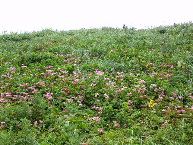 d0170615_191250.jpg