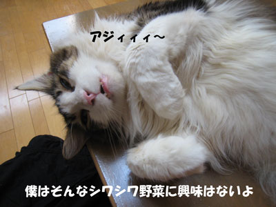 e0195115_106314.jpg