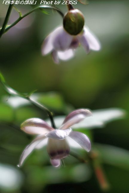 a0195032_2012948.jpg