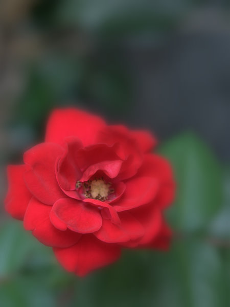 c0133533_2182778.jpg