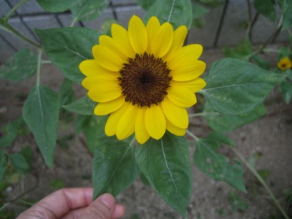 c0145449_18195681.jpg