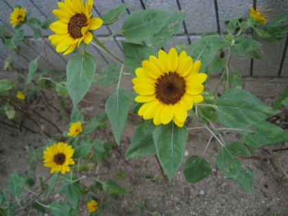 c0145449_18305725.jpg