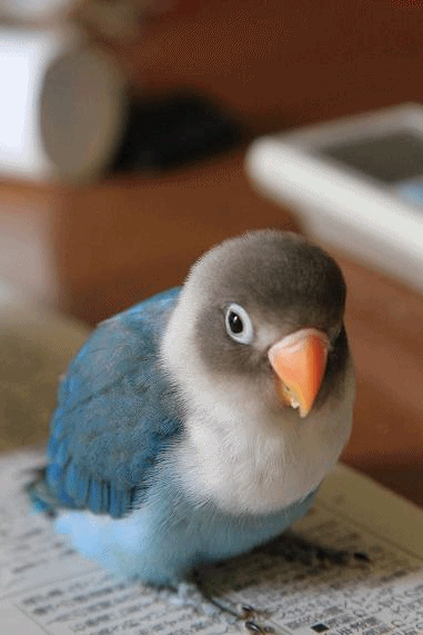 c0145250_12285133.gif