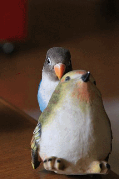 c0145250_2111929.gif