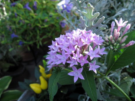 c0147952_1123226.jpg