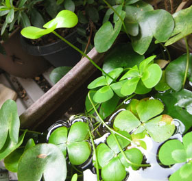 a0207689_1120048.jpg