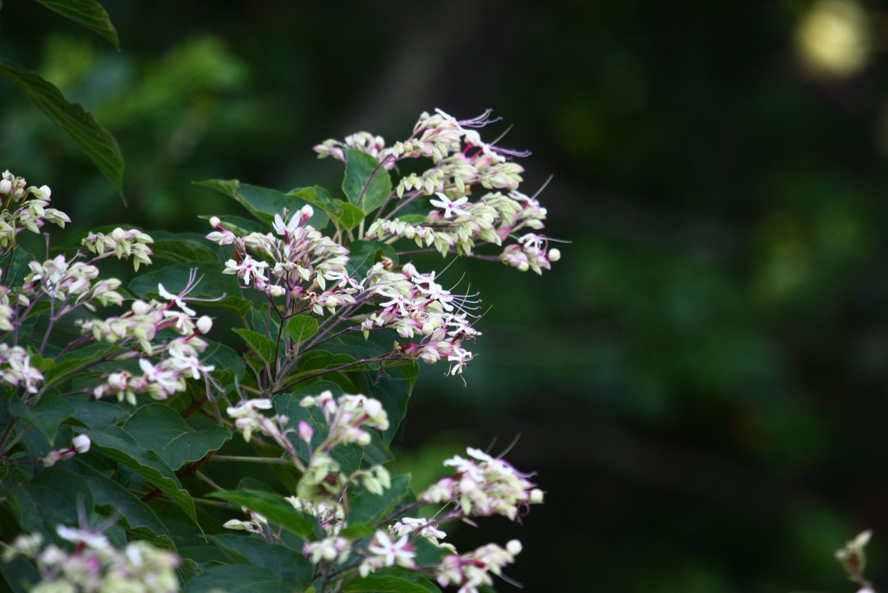 e0167295_13202419.jpg