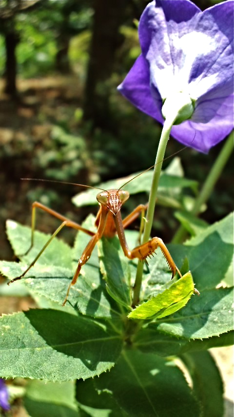 a0199297_1326028.jpg
