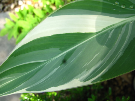 f0178897_20491247.jpg
