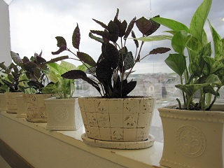 c0152002_1743941.jpg