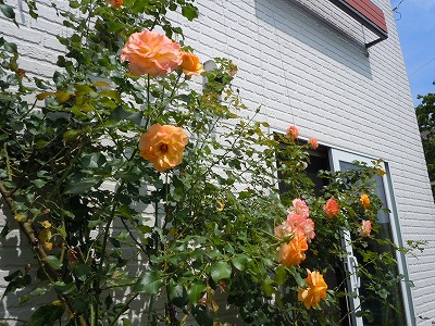 c0117007_11331166.jpg