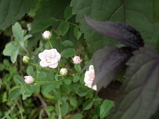 c0190010_15135777.jpg