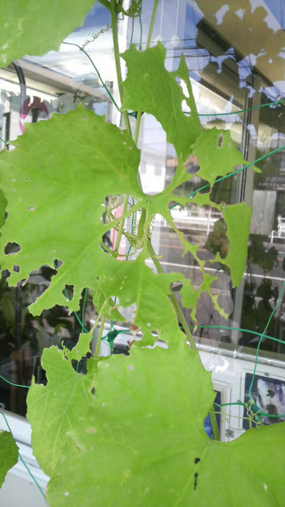 c0175114_1624468.jpg