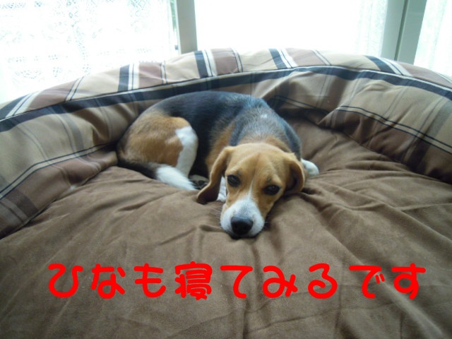 c0166622_13141018.jpg