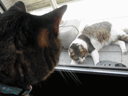 c0136736_1942127.gif